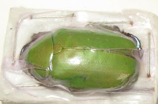 Chrysina Peruviana (amoena) Male (rutelidae)