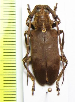 Cerambycidae,  Monochamus Isochrous,  Cote D 