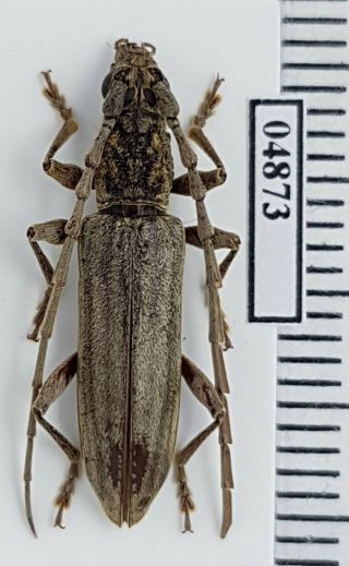 Cerambycidae Dymasius Bicuspis Malaysia,  Sabah,  N Borneo