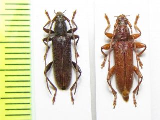 Cerambycidae,  Ceresium Fuscum Shirakii,  C.  Unicolor Pseudounicolor,  Japan