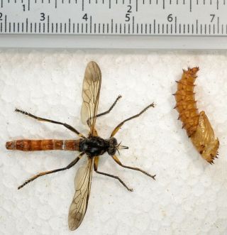 Diptera Asilidae Sp.  A1 Perfect Ex Pupae Only One