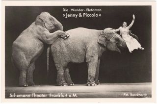 Orig Old German Circus Postcard Jenny & Piccolo ‘die Wunder - Elefanten’ Frankfurt
