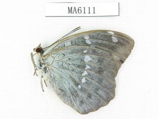 Butterfly.  Nymphalidae Sp.  China,  S Of Gansu,  Wenxian.  1f.  Ma6111.