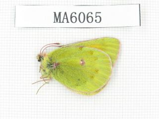Butterfly.  Colias Sp.  China,  Gansu,  S Jiayuguan.  1m.  Ma6065.