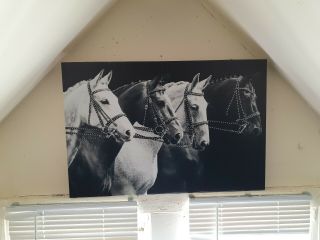 Home Interior Horse Pictures Black And White With Rhinestones