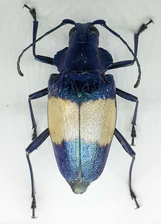 Cerambycidae/prioninae / Charmallaspis Pulcherrima 24 Mm From Peru