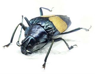 Cerambycidae/prioninae / Charmallaspis Pulcherrima 28 Mm From Peru