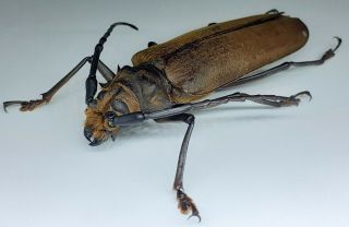 Cerambycidae/prioninae/ Orthomegas Haxarai Female 72 Mm From Peru