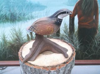 Hand Carved Quail Carving On Stand,  Doug Shappel Signed,  Great Paint