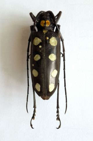 Cerambycidae: Batocera Roylei Female - Chiang Rai,  Thailand / Longhorn Beetle A1
