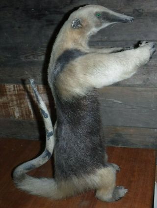 Vintage Authentic African Anteater Taxidermy Standing Mount Life Size L@@k