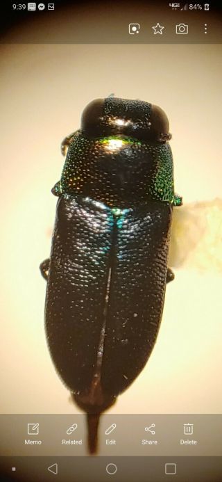 Buprestidae Neocuris Species Australia Jewel Beetle Insect S Calodema