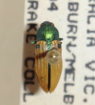 Rare Castiarina Sexguttata Australia D Jewel Beetle Insect Buprestid Calodema