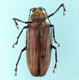 Xixuthrus Stumpei - Prioninae 49mm Female - Lae Province,  Papua Guinea Png