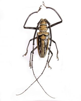 Batocera Wallacei - Cerambycidae 72mm From Lae Province,  Papua Guinea Png