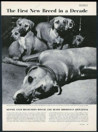 1958 Rhodeisan Ridgeback Dog & Puppy 5 Photo Akc Recognition Print Article