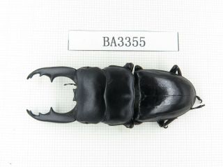 Beetle.  Dorcus Sp.  China,  Yunnan,  Jinping County.  1m.  Ba3355.