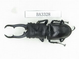 Beetle.  Hexarthrius Sp.  China,  Yunnan,  Jinping County.  1m.  Ba3328.