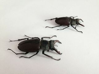Collectible Set Of 2 Lucanus Cervus Dried Insect