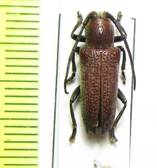 Cerambycidae,  Glenea Flavicapilla,  Cote D 