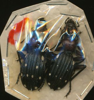 Two Rare Anthia Spec.  Carabidae From Northern Cape,  South Africa
