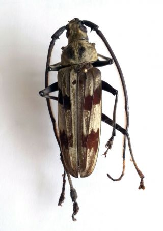 Rare Cerambycidae: Megopis Maculosa Male / 60 Mm,  Perak,  Malaysia,  Longhorn A1