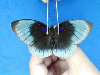 Lepidoptera Charaxina Agrias Beatifica Sp.  Article No 46 Female Atalaya - Peru
