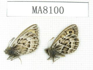 Butterfly.  Satyridae Sp.  China,  W Gansu,  S Of Jiayushan.  2m.  Ma8100.