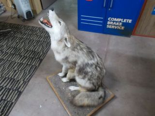 Vintage Taxidermy Full Body Coyote Mount.