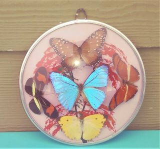 Aretefama S/a Five Real Butterfly 6 " Wall Plaque Made In Brazil
