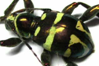 003 Mi : Cerambycidae: Doliops Species? Female 12.  5mm