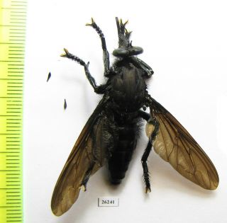 Diptera,  Asilidae Sp. ,  Madagascar 40 Mm