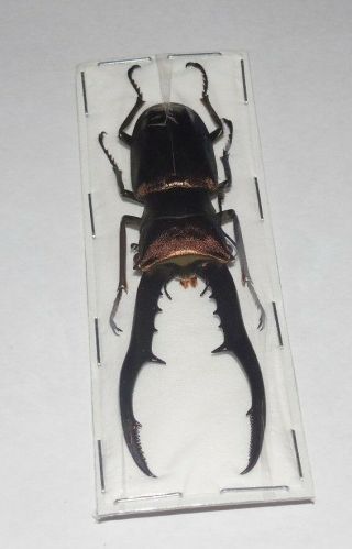 75MM,  CYCLOMMATUS METALLIFER FINAE STAG BEETLE LUCANIDAE REAL INSECT TAXIDERMY 3