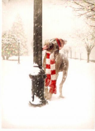 Weimaraner Merwwy Chwithmuth Merry Christmas Cards Box Of 14