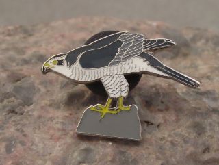 North American Northern Goshawk Eagle Hawk Raptor Prey Bird Brooch Pin Badge