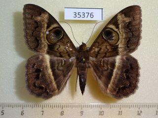 35376p Noctuidae Cyligramma Magus Madagascar