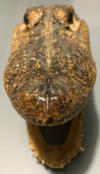 Alligator Head 5 - 6 Inches Real Gator American Taxidermy Reptile Croc