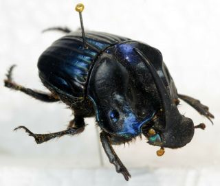 Phanaeus Batesi From Argentina Coleoptera Scarabaeidae Scarabaeinae
