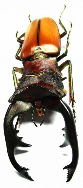 R - 001 Pa : Lucanidae: Cyclommatus Alagari Male 62.  5mm