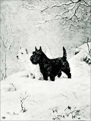 Scottish & West Highland Terrier 1920 