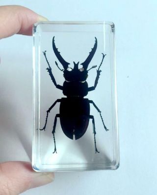 Fashion Lucite Insect Specimen Longhorn Black Color Style Stag Beetle
