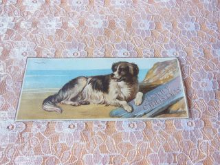 Victorian Christmas Card/de La Rue/dog Sitting On Beach/no.  223