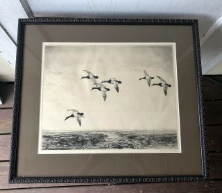 Vintage Roland Clark Signed Sporting Art Drypoint Etching - Flock Of Canvasbacks
