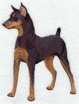 Miniature Pinscher Dog Embroidered Patch 5.  8 " X 7.  8 "