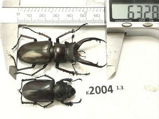 K2004 Unmounted Beetle Lucanus Dongi Rare Vietnam Central