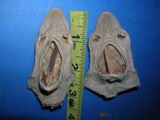 2 Real Shark Taxidermy Heads Mount Fish Sharks Tooth Teeth Jaw Jaws Skeleton