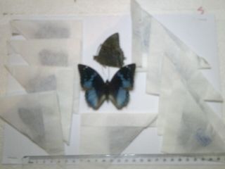 Real Butterflies/moths Non Set B5779 African Blue Charaxes Smaragdalis X 10