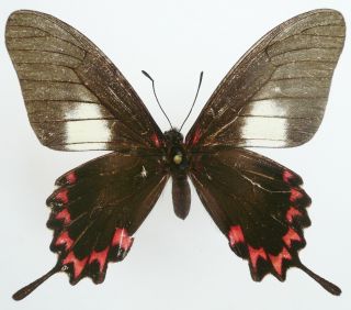 Papilio (mimoides) Lysithous Rurick Female From Argentinia