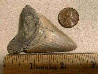 Megalodon ? 2.  5 " Real Fossil Shark Tooth,  Skull Skeleton