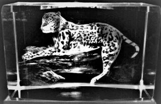 3d Spotted Leopard Big Wild Cat Crystal Laser,  4 Led Light Base Gift Boxed